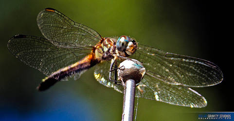 DragonFly Two