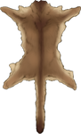 Auburn Cougar Pelt by TokoTime