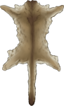 Cub Spotted Tan Cougar Pelt by TokoTime