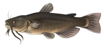 Catfish by TokoTime