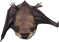 Bat by TokoTime