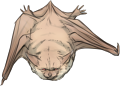 Cream Bat by TokoTime