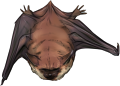 Red Bat by TokoTime