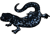 Blue Salamander by TokoTime