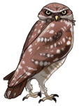 Burrowing Owl by TokoTime