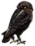 Melanistic Burrowing Owl by TokoTime