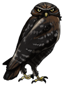 Melanistic Burrowing Owl