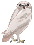 White Burrowing Owl by TokoTime