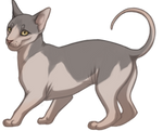 Sphynx Cat by TokoTime