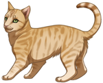 Orange Tabby Cat by TokoTime