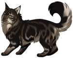 Maine Coon Cat by TokoTime