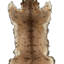 Regular Lynx Pelt