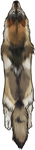 Sable Coyote Pelt by TokoTime