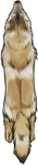Red Coyote Pelt by TokoTime