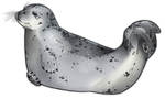 Silver Harbor Seal by TokoTime