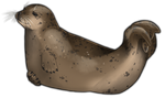 Dark Brown Harbor Seal by TokoTime