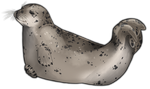 Grey Harbor Seal by TokoTime