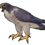 Regular Peregrine Falcon