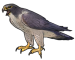 Regular Peregrine Falcon by TokoTime