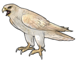 Peregrine Falcon Companion - Leucistic by TokoTime