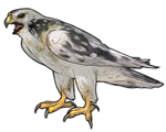 Peregrine Falcon Companion - Piebald by TokoTime