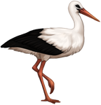 Stork by TokoTime