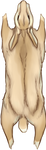 Cream Rabbit Pelt by TokoTime