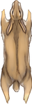 Tan Rabbit Pelt by TokoTime