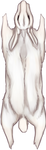 Albino Rabbit Pelt by TokoTime