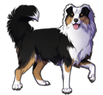 Black Tri Australian Shepherd Companion by TokoTime