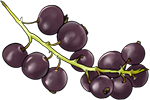 Black Currant by TokoTime
