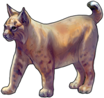 Bobcat by TokoTime
