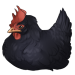 Black Chicken Companion by TokoTime