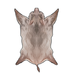 Albino Boar Pelt by TokoTime