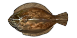 Flounder by TokoTime
