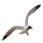 Blackhead Gull Companion by TokoTime