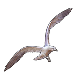 Ivory Gull Companion by TokoTime