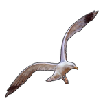 Pacific Gull Companion by TokoTime