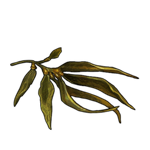 Kelp by TokoTime Kelp by TokoTime