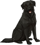 Black Labrador Companion by TokoTime