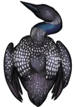 Loon by TokoTime
