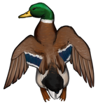 Male Mallard Duck by TokoTime