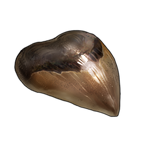 Megalodon Tooth by TokoTime