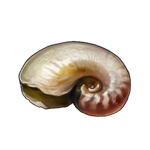 Nautilus Shell by TokoTime