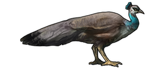 Peahen Companion by TokoTime