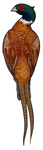 Pheasant by TokoTime