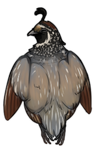 Quail by TokoTime