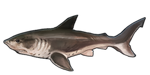 Salmon Shark by TokoTime