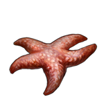 Starfish by TokoTime Starfish by TokoTime