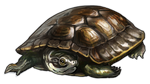 Dark Turtle Companion by TokoTime